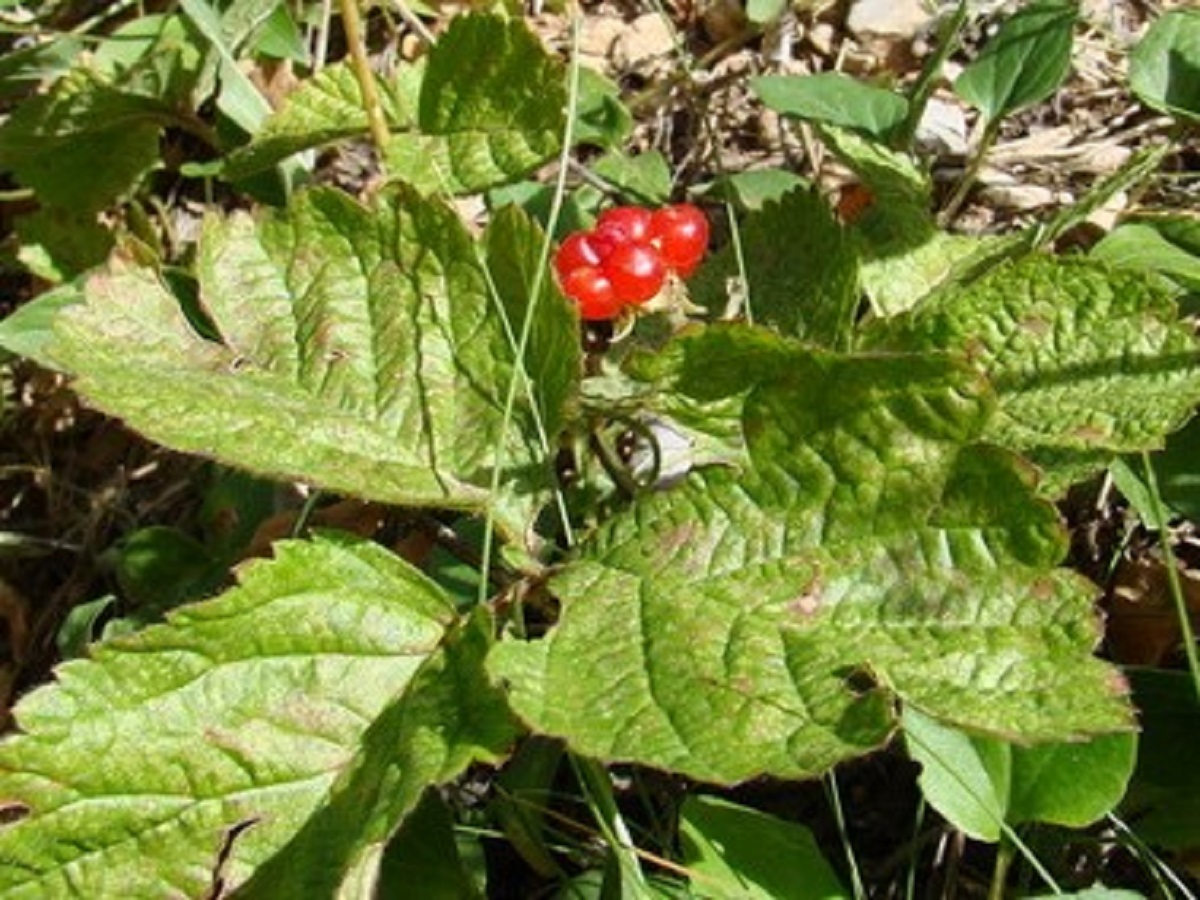 Rubus saxatilis (Rosaceae)